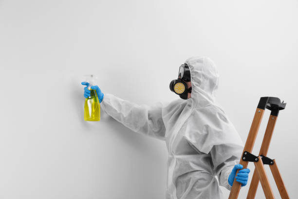 Best Attic Mold Removal  in Galva, IL